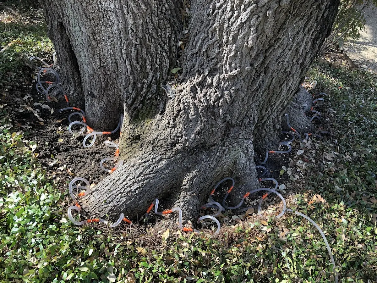 Detailed Tree Cabling and Bracing job site in Slingerlands