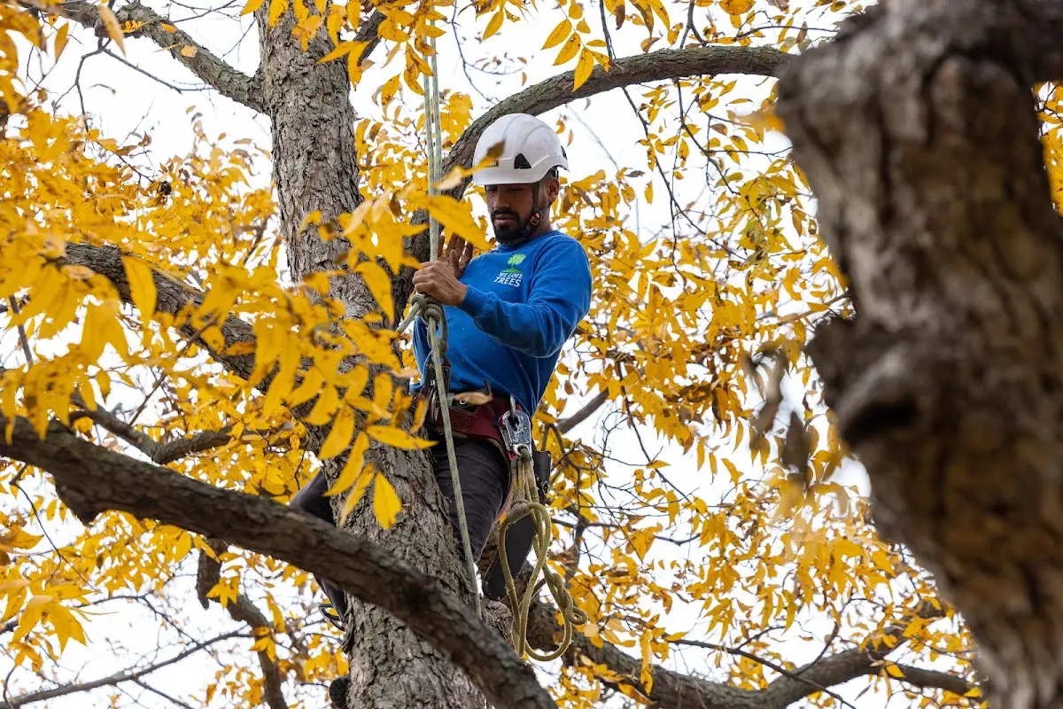 Skilled Tree Trimming crew working in Slingerlands